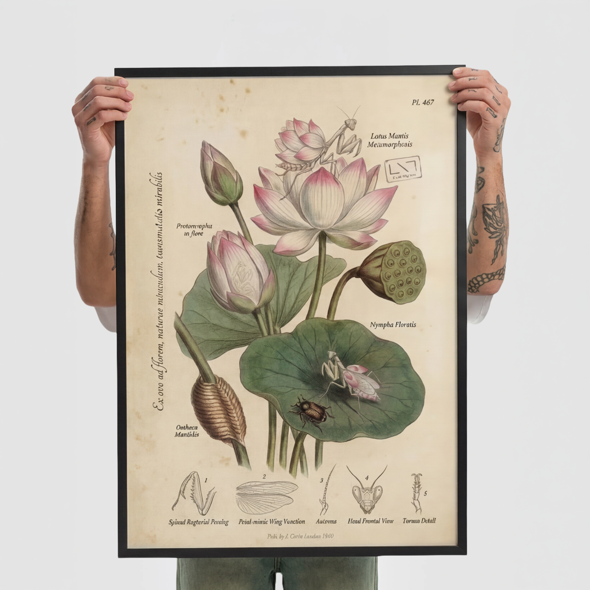 ARCHIVE 001 Plate No. 467 — Lotus Mantis Metamorphosis